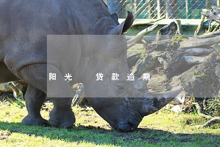 阳光 贷款逾期 阳光 贷款逾期